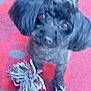 dog, black_dog, toy, rope_toy, carpet, indoor, pet, animal, cute, looking_up, fur, small_dog, playful, domestic_animal, companion, pup, canine, floor, blurred, closeup