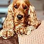 dog, cocker_spaniel, close_up, portrait, paws, knitted_blanket, brown, fur, pet, indoor, cozy, resting, cute, animal, mammal, face, ears, looking, expression, home