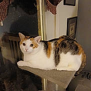 Storm joined the competition — help win amazing prizes! cat, calico_cat, pet, animal, feline, white_fur, orange_fur, black_fur, green_eyes, sitting, lying_down, cat_tree, scratching_post, indoor, home, cozy, curtains, framed_pictures, portrait, wide_eyed