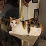 cat, calico_cat, pet, animal, feline, white_fur, orange_fur, black_fur, green_eyes, sitting, lying_down, cat_tree, scratching_post, indoor, home, cozy, curtains, framed_pictures, portrait, wide_eyed