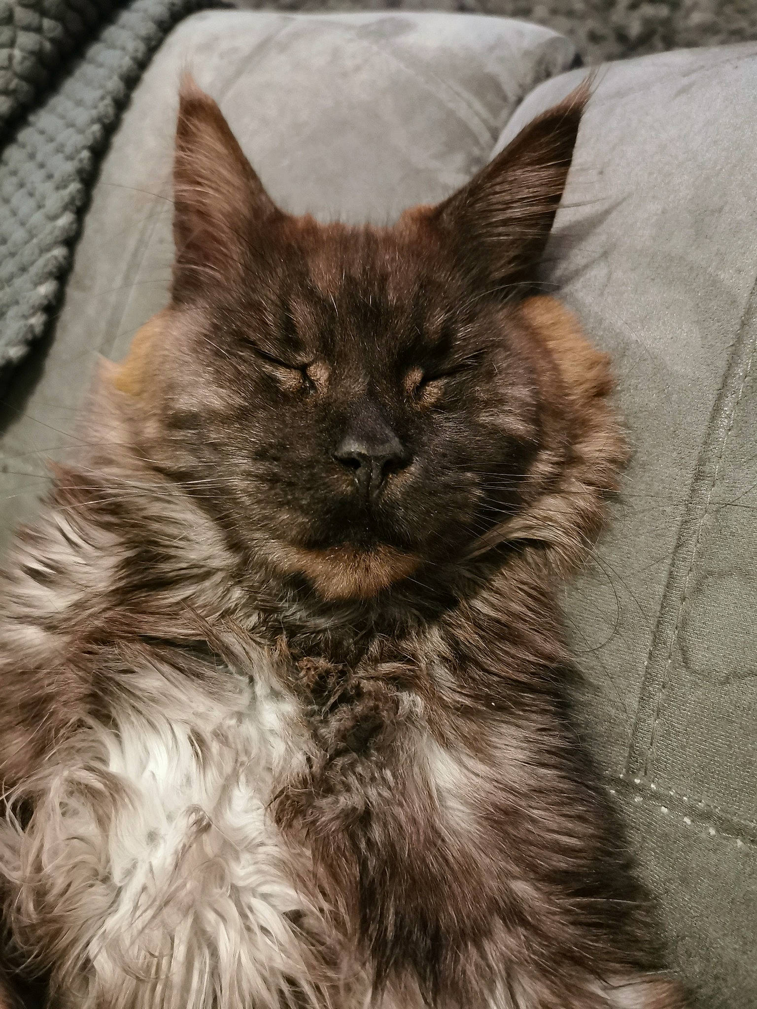 Jay-z a rejoint le concours — aidez-le/la à gagner de superbes lots ! asian, asian_semi_longhair, carnivore, cat, domestic_long_haired_cat, fawn, felidae, fur, kitten, maine_coon, mammal, nebelung, norwegian_forest_cat, oriental_longhair, small_to_medium_sized_cats, snout, vertebrate, whiskers