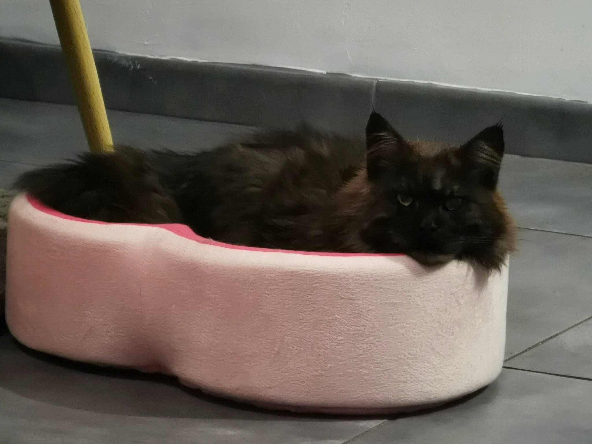 Jay-z participe au concours pour gagner de l'argent avec cette photo : black_cat, carnivore, cat, cat_bed, cat_supply, domestic_long_haired_cat, domestic_short_haired_cat, felidae, pet_supply, small_to_medium_sized_cats, whiskers