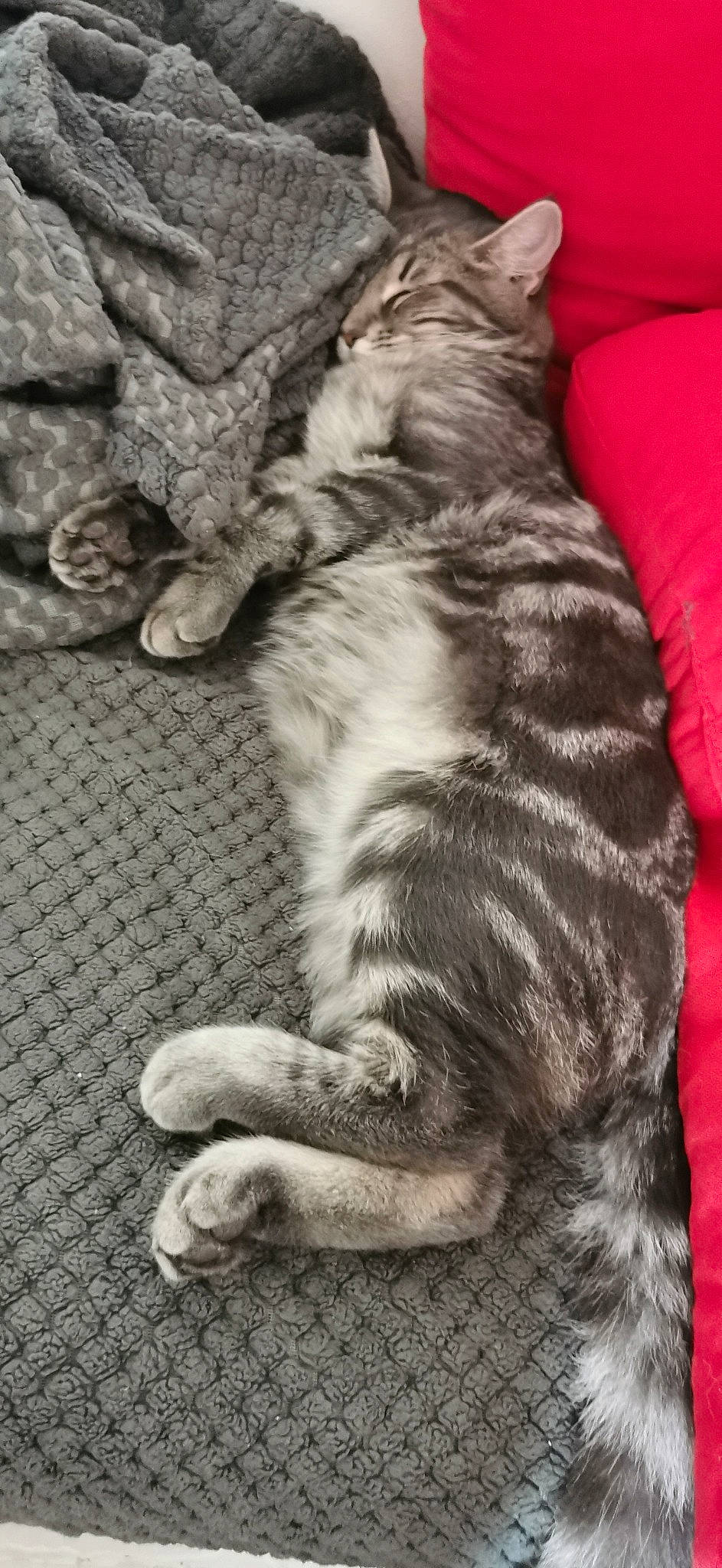 Perla participe au concours pour gagner de l'argent avec cette photo : asian, carnivore, cat, claw, domestic_short_haired_cat, egyptian_mau, european_shorthair, felidae, fur, kitten, nap, nebelung, norwegian_forest_cat, paw, polydactyl_cat, sleep, small_to_medium_sized_cats, snout, tabby_cat, whiskers