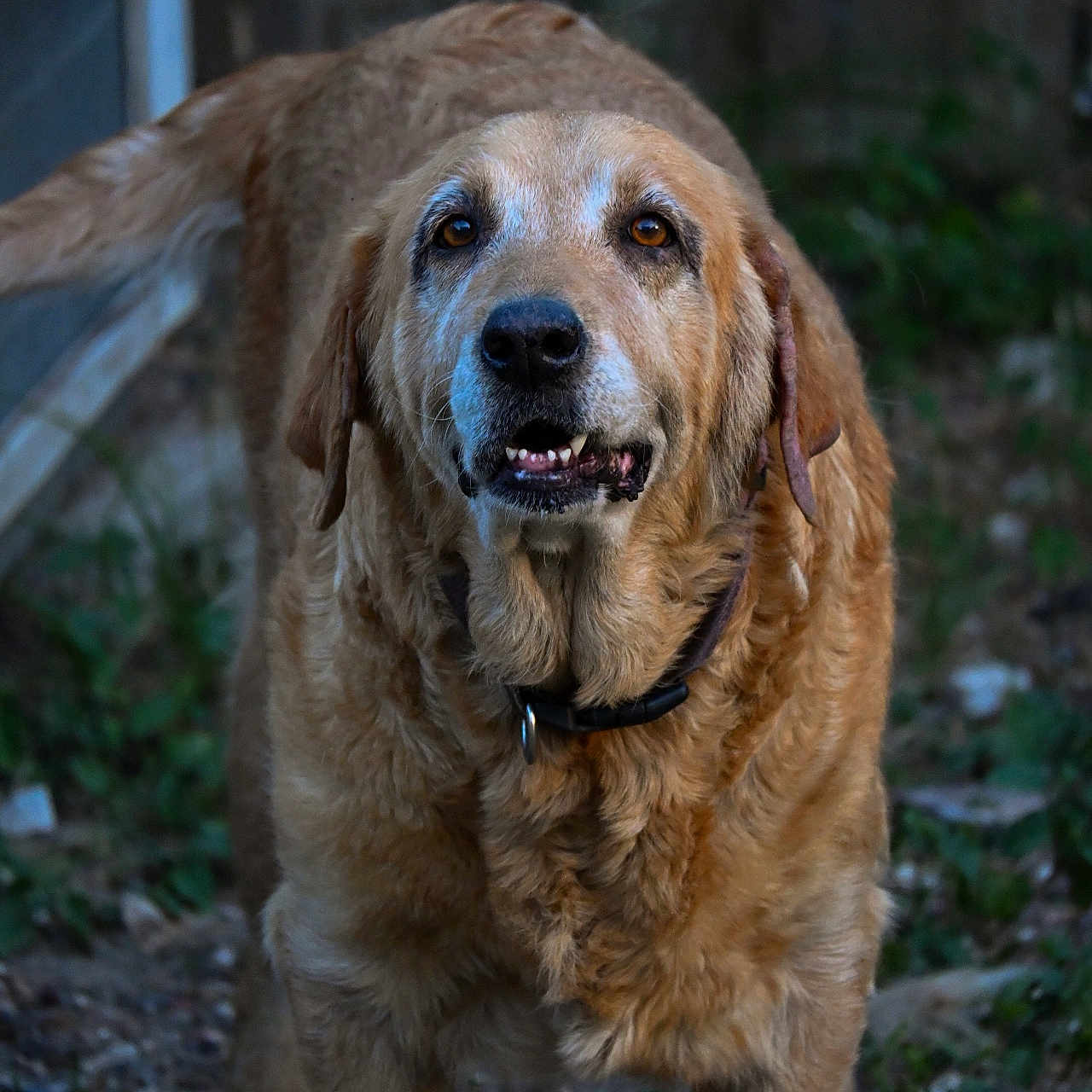 Luna is registered to the contest to win money with this photo: alert, animal, canine, closeup, collar, dog, ears, eyes, fence, fur, golden_retriever, grass, muzzle, nature, outdoor, pet, portrait, standing, tail, wood