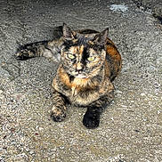 Suzie participe au concours pour gagner de l'argent avec cette photo : cat, tortoiseshell, animal, pet, feline, outdoor, concrete, ground, resting, laying, yellow_eyes, fur, ears, whiskers, shaded, texture, closeup, portrait, nature, curious