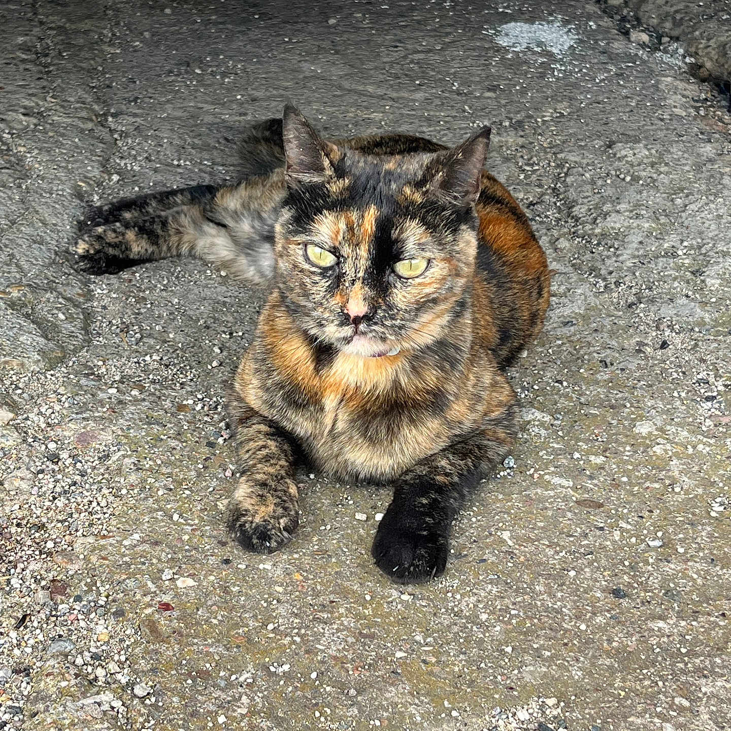 Suzie participe au concours pour gagner de l'argent avec cette photo : cat, tortoiseshell, animal, pet, feline, outdoor, concrete, ground, resting, laying, yellow_eyes, fur, ears, whiskers, shaded, texture, closeup, portrait, nature, curious