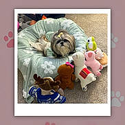 Pola is registered to the contest to win money with this photo: animal_clothing, blanket, carpet, cozy, cute, dog, fur, home, indoor, pet_bed, playful, plush_toys, relaxed, small_dog, stuffed_animals, toy_burger, toy_frog, toy_llama, toy_moose, toy_pig