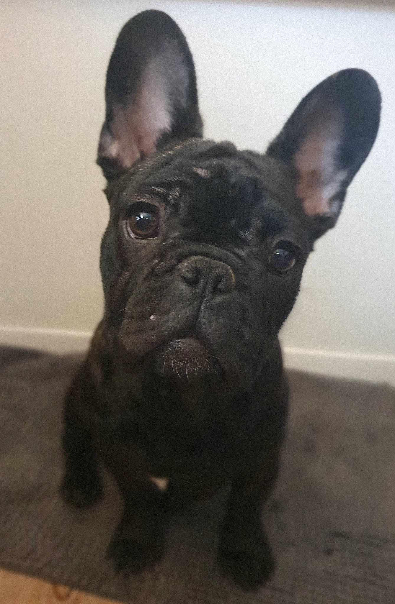 Hope a rejoint le concours — aidez-le/la à gagner de superbes lots ! bulldog, canidae, carnivore, companion_dog, dog, dog_breed, ear, fawn, french_bulldog, non_sporting_group, sculpture, snout, sporting_group, terrestrial_animal, toy_dog, whiskers, working_animal, wrinkle