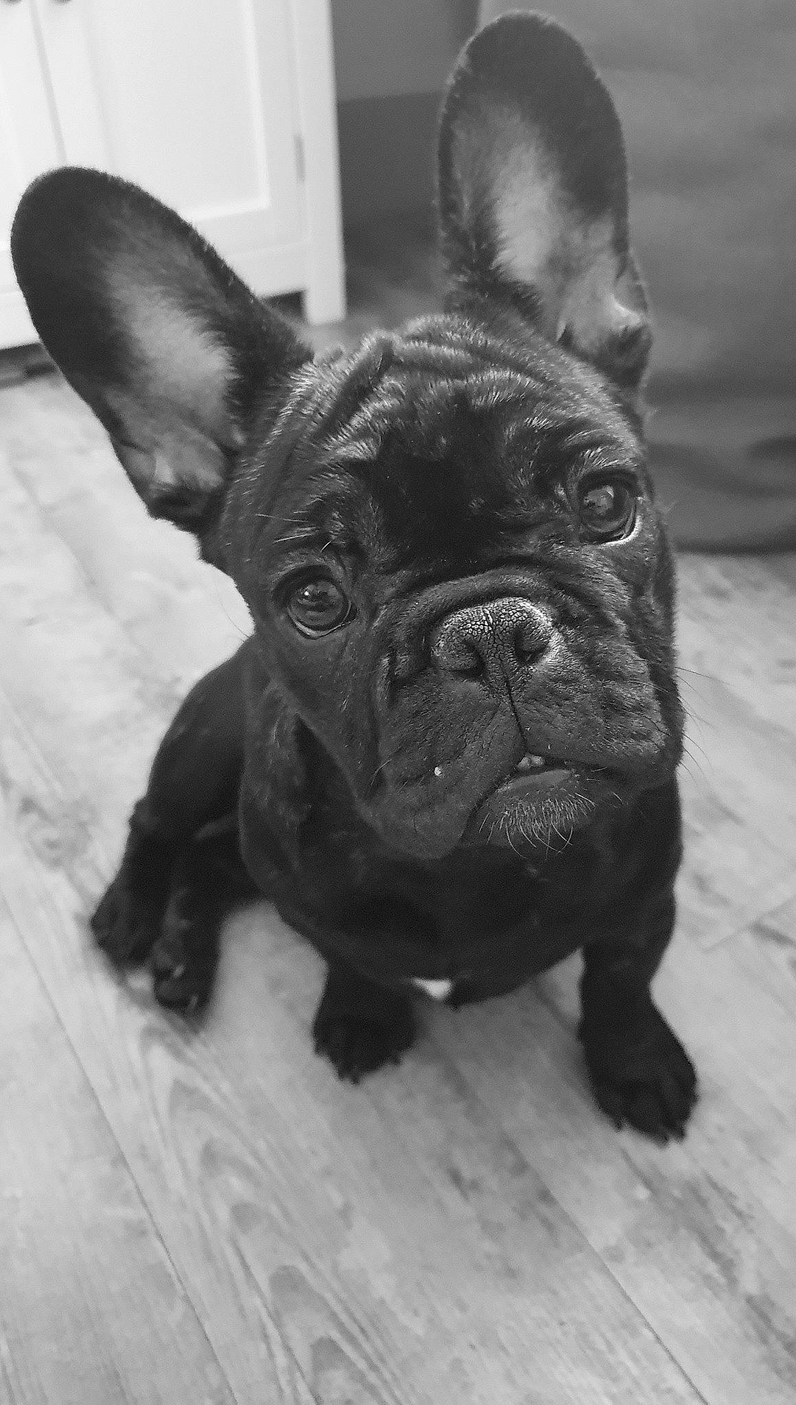 Hope a rejoint le concours — aidez-le/la à gagner de superbes lots ! bulldog, canidae, carnivore, companion_dog, dog, dog_breed, dog_collar, ear, eye, fawn, french_bulldog, grass, human_body, snout, sporting_group, terrestrial_animal, toy_dog, whiskers, working_animal, wrinkle