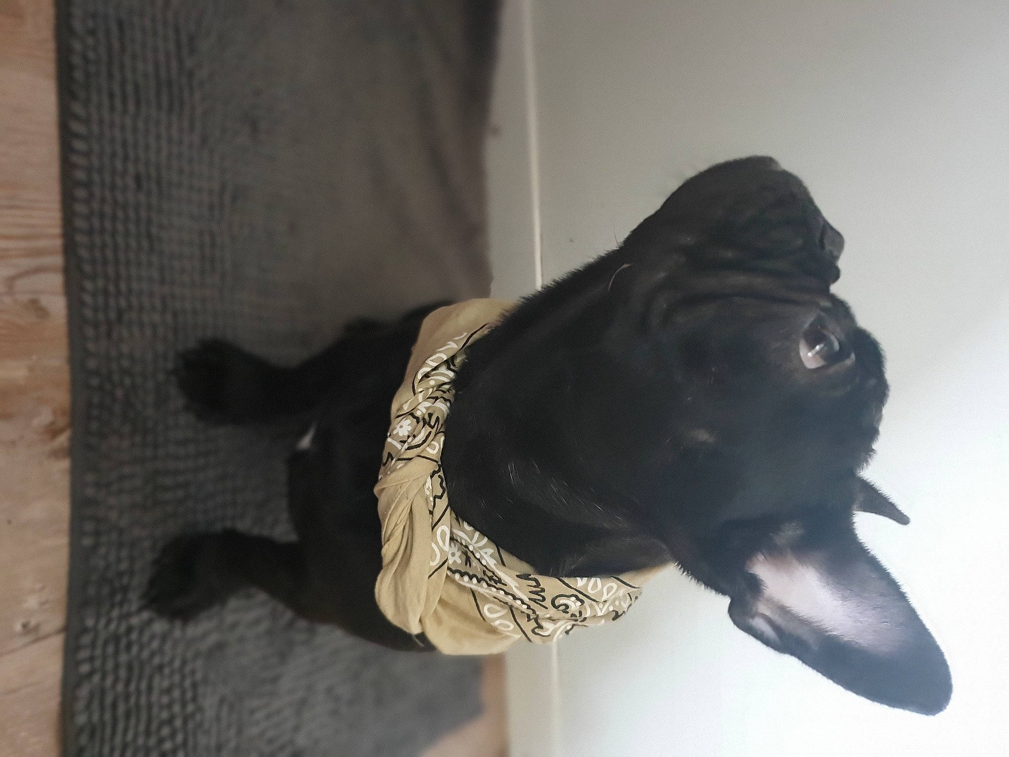 Hope a rejoint le concours — aidez-le/la à gagner de superbes lots ! canidae, carnivore, collar, companion_dog, dog, dog_breed, dog_collar, fashion_accessory, flooring, fur, grey, leash, personal_protective_equipment, pet_supply, snout, sporting_group, tail, whiskers, wood, working_animal