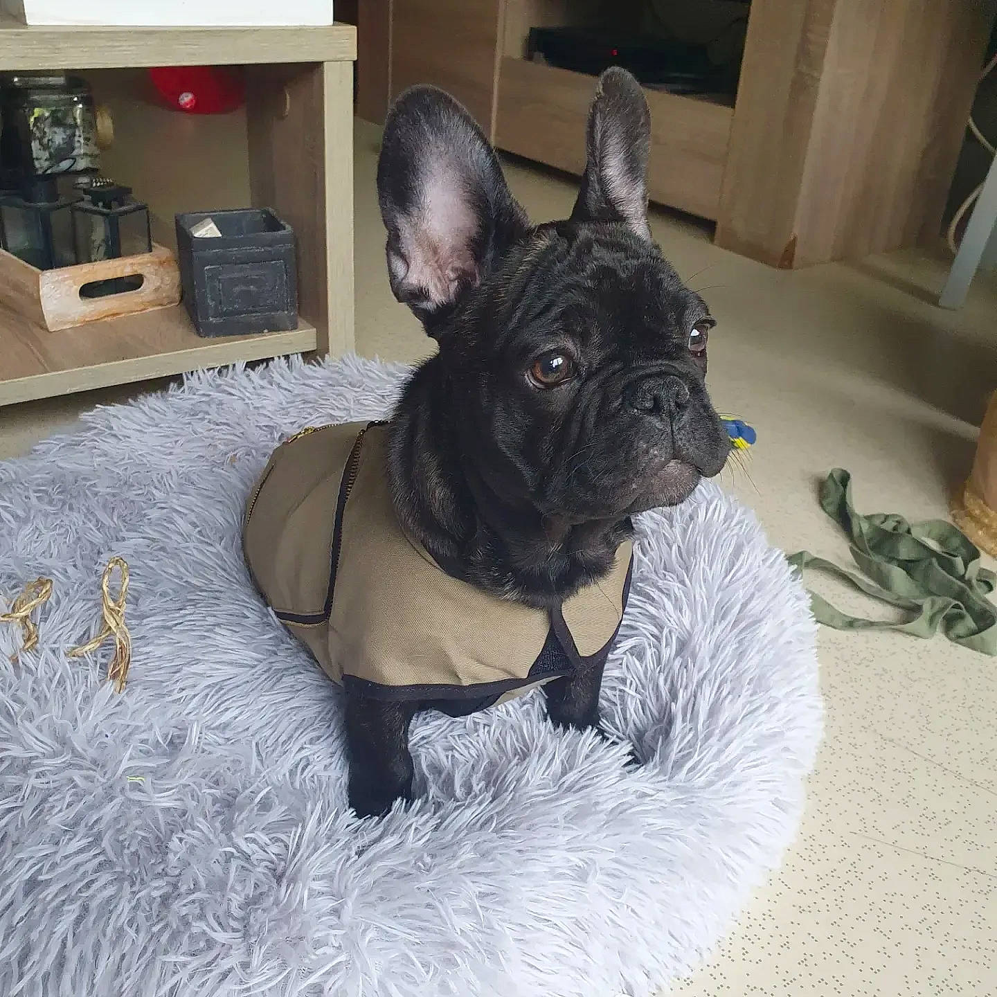 Hope a rejoint le concours — aidez-le/la à gagner de superbes lots ! bulldog, canidae, carnivore, collar, companion_dog, dog, dog_breed, dog_collar, ear, fawn, flooring, french_bulldog, fur, snout, sporting_group, terrestrial_animal, toy_dog, whiskers, working_animal, wrinkle