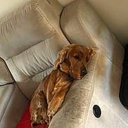 Marvel a rejoint le concours — aidez-le/la à gagner de superbes lots ! animal, brown_dog, canine, comfort, couch, cozy, dog, domestic, fur, furniture, golden_retriever, home, indoor, laying, living_room, pet, red_blanket, relaxed, resting, sleepy