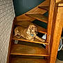 animal, brick_wall, brown_dog, calm, collar, dog, domestic, flooring, home_interior, indoor, pet, pet_tag, relaxed, resting, spiral_staircase, stairs, teal_wall, wood_texture, wooden_stairs, wooden_structure