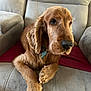 Marvel a rejoint le concours — aidez-le/la à gagner de superbes lots ! animal, armchair, close_up, cocker_spaniel, companion, cozy, cute, dog, domestic, ears, fur, furniture, golden_brown, home, indoor, paws, pet, portrait, red_cloth, relaxed