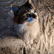 Mimine a rejoint le concours — aidez-le/la à gagner de superbes lots ! cat, fluffy, bedspread, patterned, whiskers, fur, pet, indoor, animal, looking_up, cute, feline, domestic, soft_light, cozy, portrait, sitting, closeup, eyes, curious