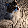 cat, fluffy, bedspread, patterned, whiskers, fur, pet, indoor, animal, looking_up, cute, feline, domestic, soft_light, cozy, portrait, sitting, closeup, eyes, curious