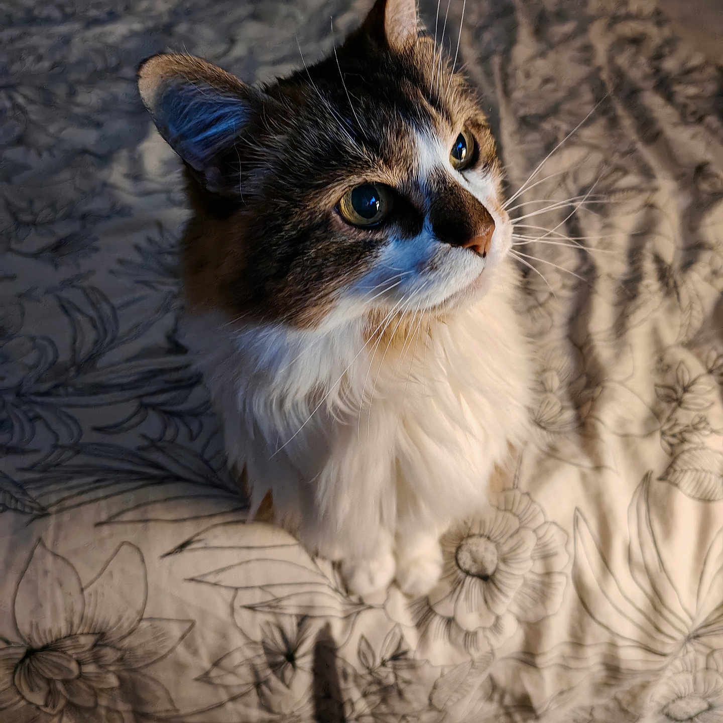 Mimine a rejoint le concours — aidez-le/la à gagner de superbes lots ! cat, fluffy, bedspread, patterned, whiskers, fur, pet, indoor, animal, looking_up, cute, feline, domestic, soft_light, cozy, portrait, sitting, closeup, eyes, curious