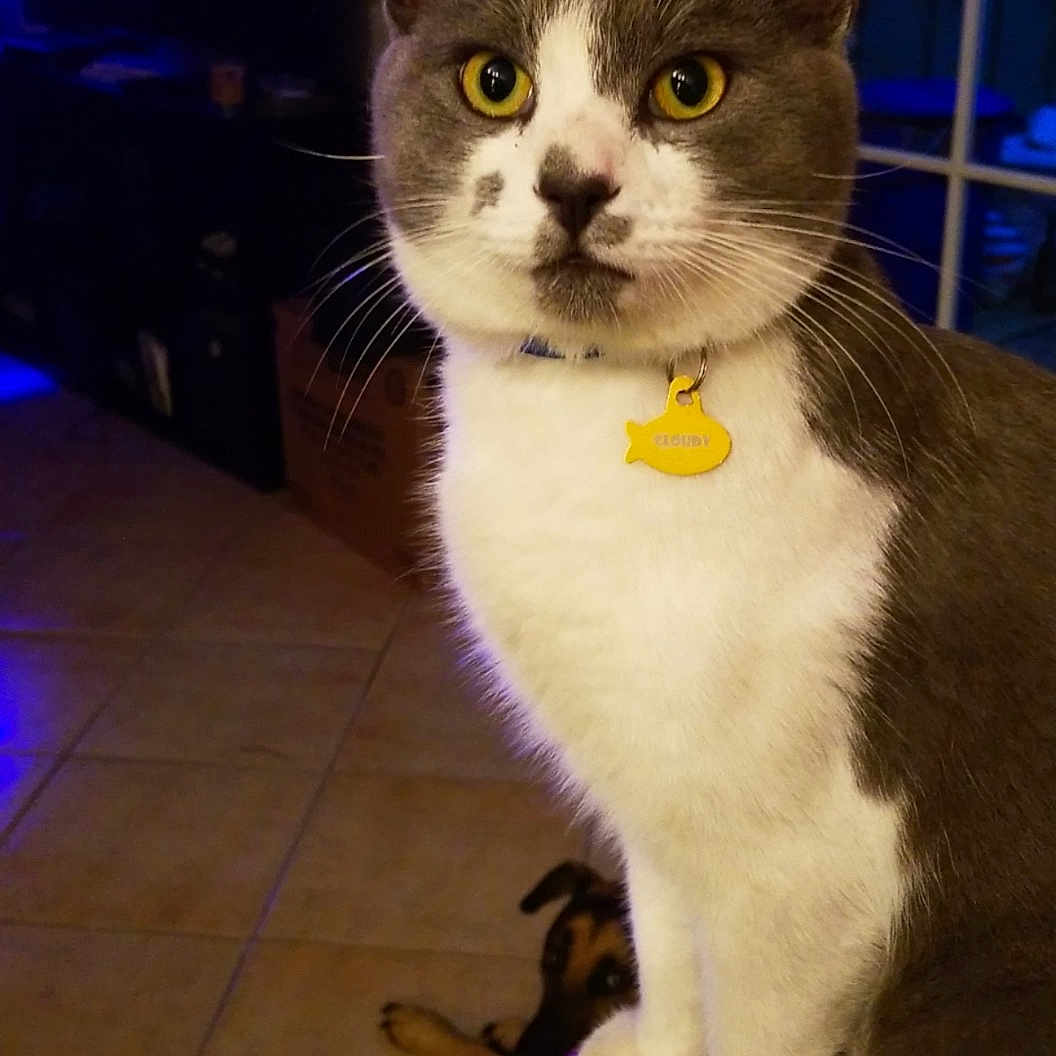 Cloudy joined the competition — help win amazing prizes! aegean_cat, carnivoran, cat, cat_like_mammal, domestic_short_haired_cat, fur, kitten, mammal, small_to_medium_sized_cats, snout, vertebrate, whiskers