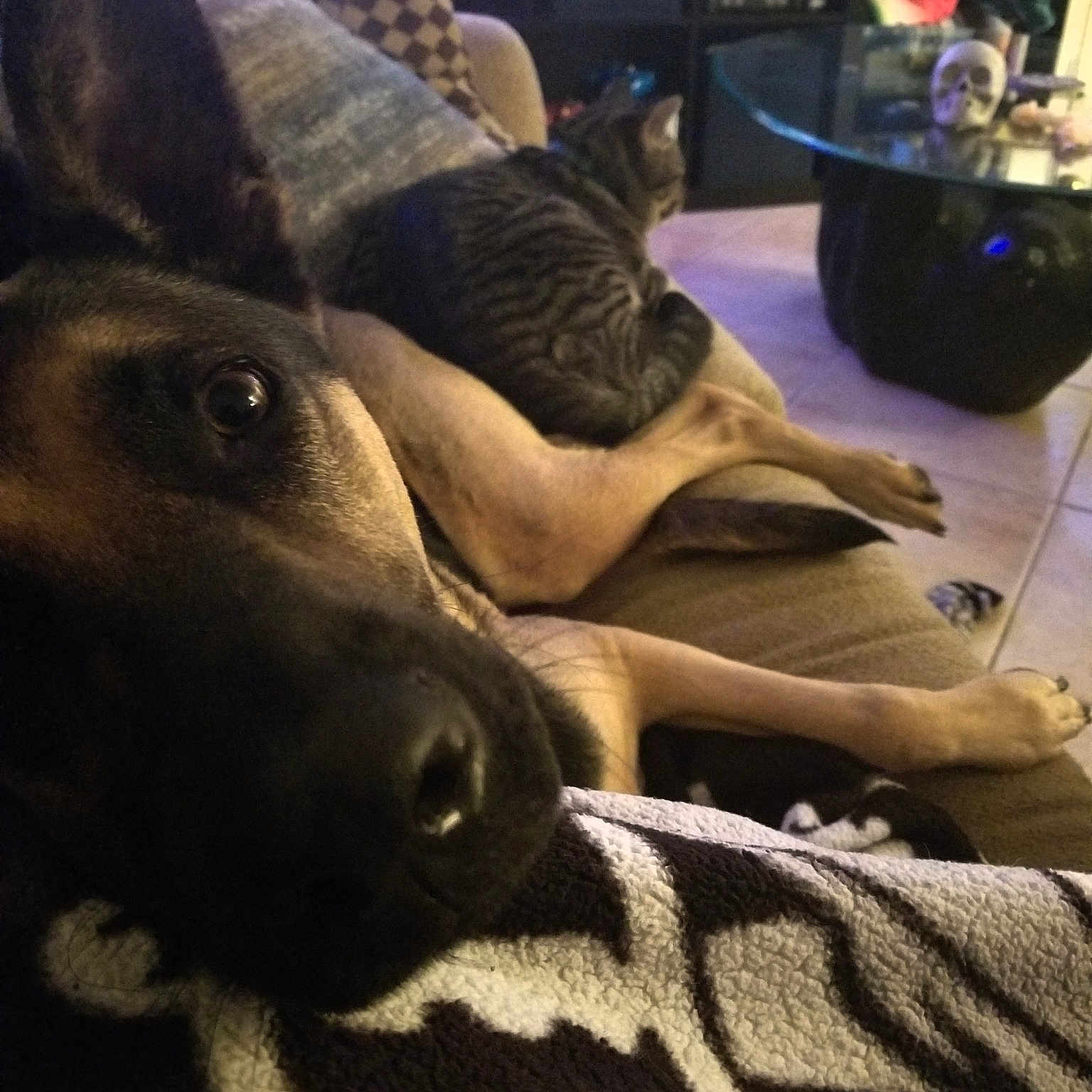 Abby is registered to the contest to win money with this photo: carnivoran, dog, dog_breed, dog_like_mammal, snout