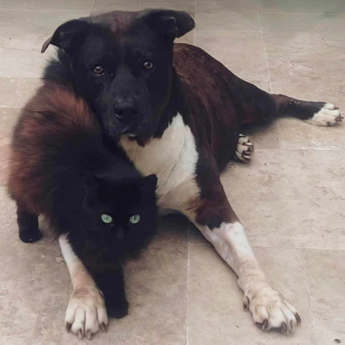 Jumpy Et Pepettte participe au concours pour gagner de l'argent avec cette photo : animal_pair, black_cat, black_dog, cat, close_up, companion, cozy, cute, dog, domestic_animals, floor, fluffy, fur, green_eyes, indoor, lying_down, pets, resting, tiled_floor, white_paws