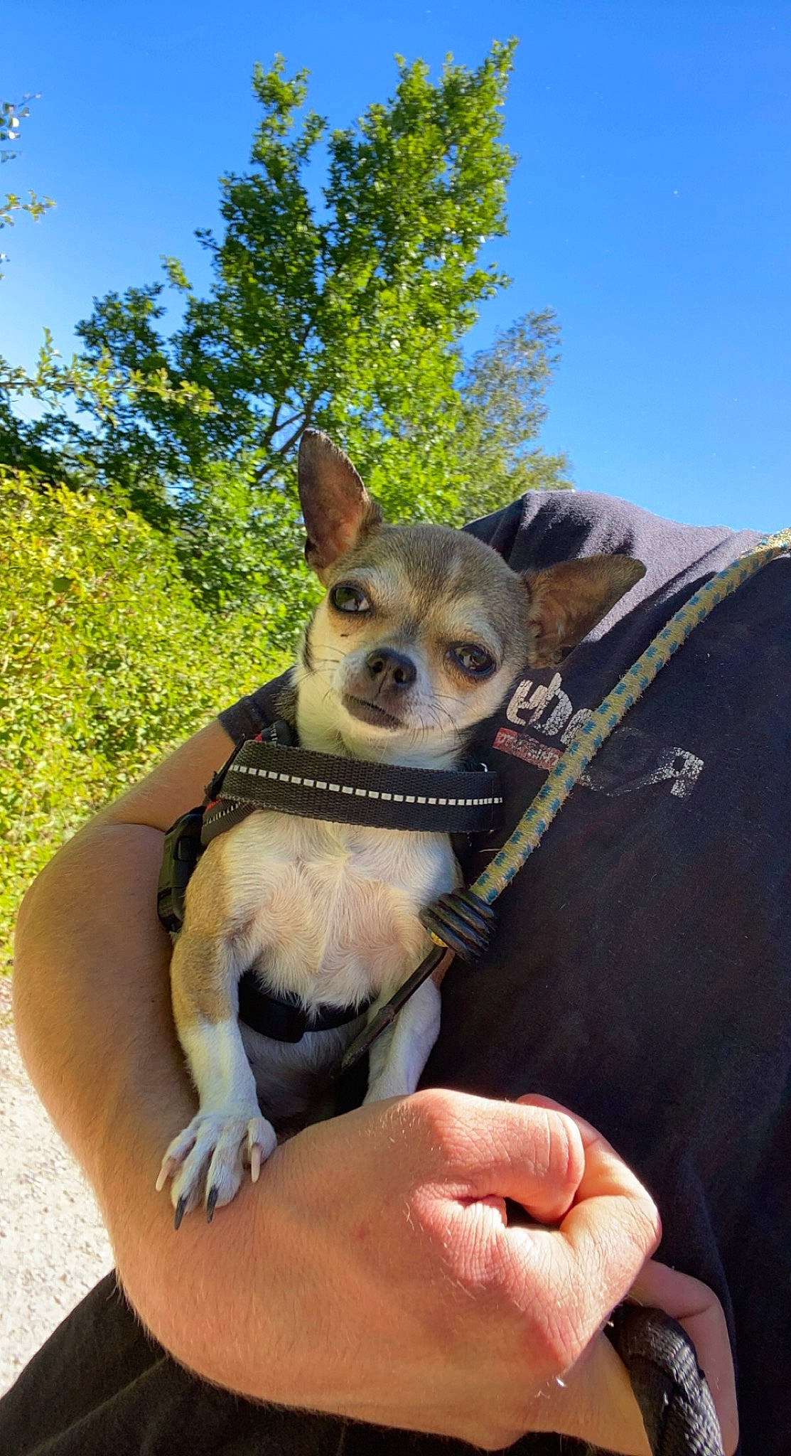 Ruby a rejoint le concours — aidez-le/la à gagner de superbes lots ! canidae, carnivore, collar, companion_dog, dog, dog_breed, dog_supply, eyewear, fawn, fur, glasses, grass, sky, snout, sunglasses, terrestrial_animal, toy_dog, tree, whiskers, wildlife