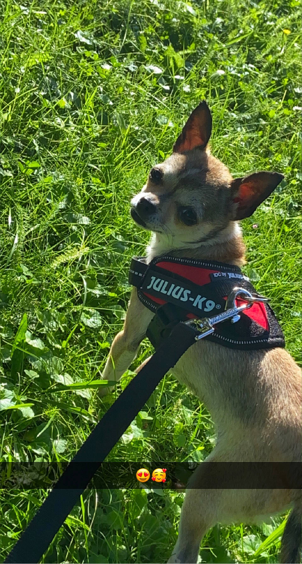 Ruby a rejoint le concours — aidez-le/la à gagner de superbes lots ! canidae, carnivore, collar, companion_dog, dog, dog_breed, dog_collar, dog_supply, fashion_accessory, fawn, grass, plant, snout, sporting_group, tail, terrestrial_animal, terrestrial_plant, tree, whiskers, wildlife