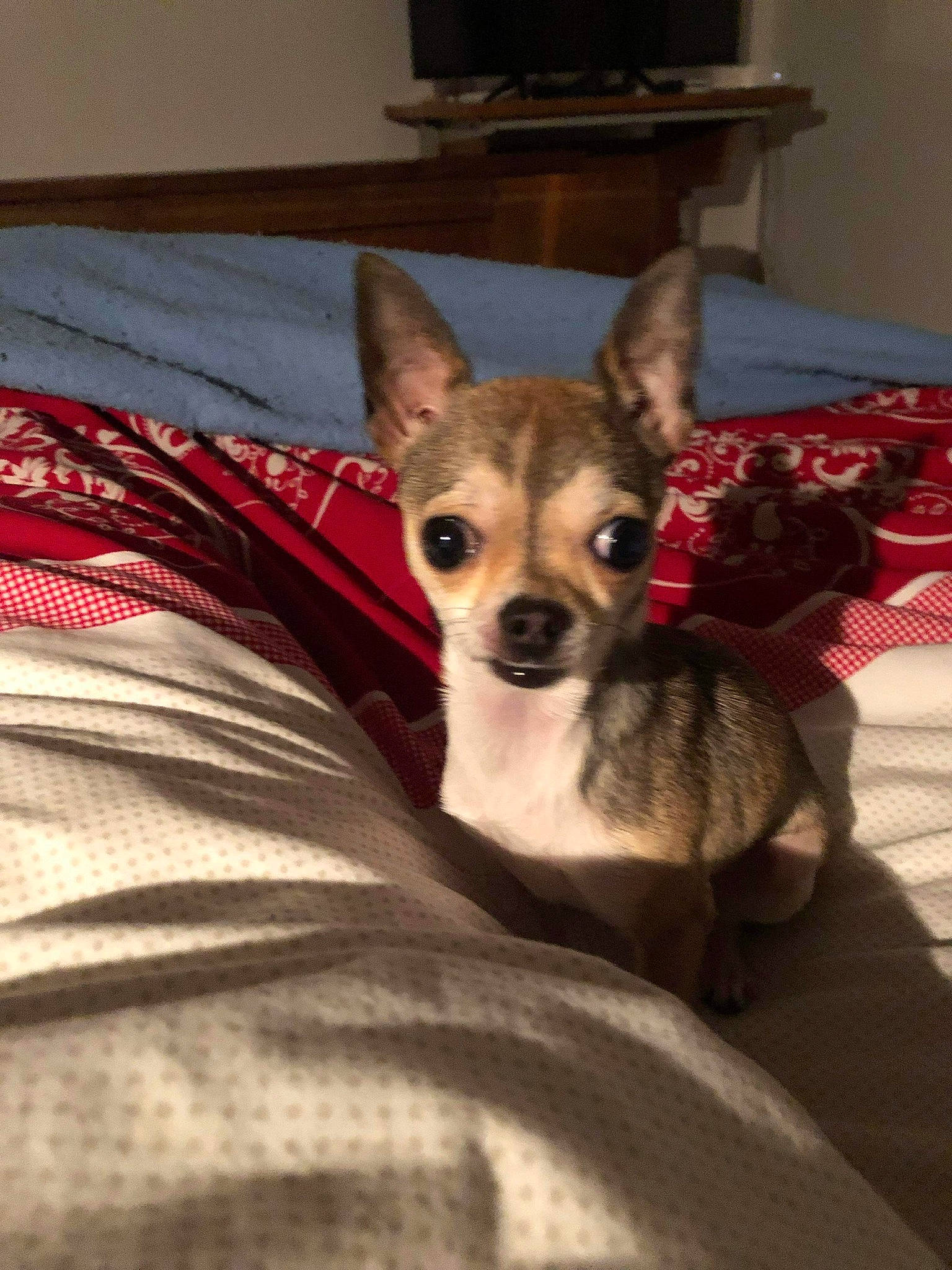 Ruby a rejoint le concours — aidez-le/la à gagner de superbes lots ! carnivore, chihuahua, comfort, companion_dog, corgi_chihuahua, couch, dog, dog_breed, dog_supply, fawn, flooring, fur, linens, paw, room, snout, sporting_group, toy_dog, whiskers, working_animal