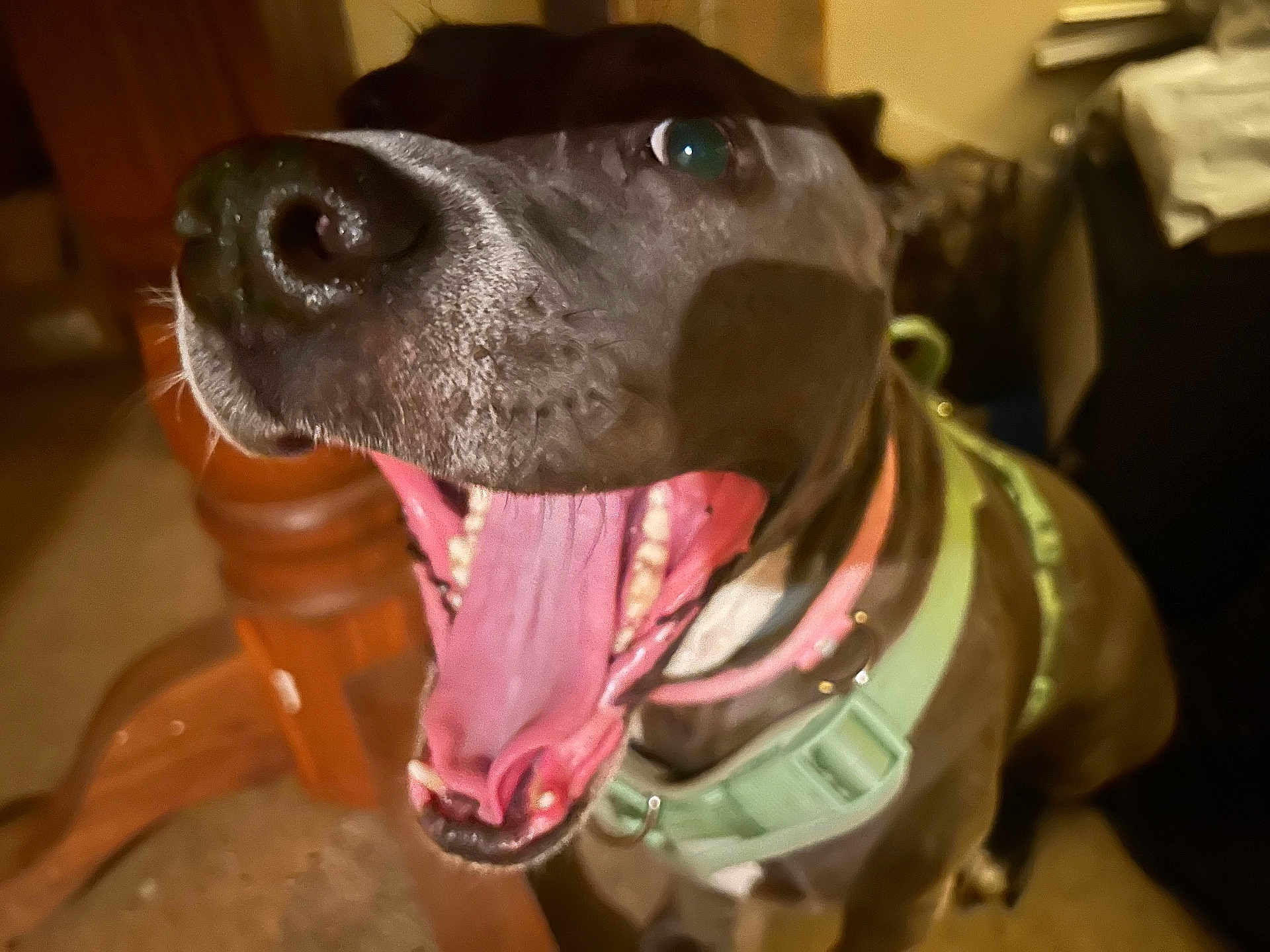 Nala