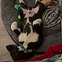 Atlas participe au concours pour gagner de l'argent avec cette photo : animal, bed, black_and_white, blanket, canine, collar, comfort, cozy, dog, domestic_animal, floor, fur, indoor, lying_down, paw, pet_bed, relaxed, resting, sleeping, toy
