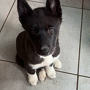 Atlas participe au concours pour gagner de l'argent avec cette photo : adorable, animal, black_and_white, companion, curious, cute, dog, ears, floor, fur, indoors, looking_up, nose, paws, pet, puppy, sitting, tile, whiskers, young