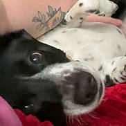 Riley joined the competition — help win amazing prizes! dog, black_and_white, close_up, tattoo, arm, red_blanket, pet, lying_down, curious, cozy, indoor, companion, fur, animal, resting, nose, eye, human, comfort, couch
