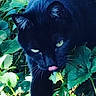 Hayes joined the competition — help win amazing prizes! animal, black_cat, cat, closeup, curious, foliage, fur, garden, green_eyes, leaf, mammal, nature, outdoor, pet, plants, portrait, stealth, tongue, whiskers, wildlife