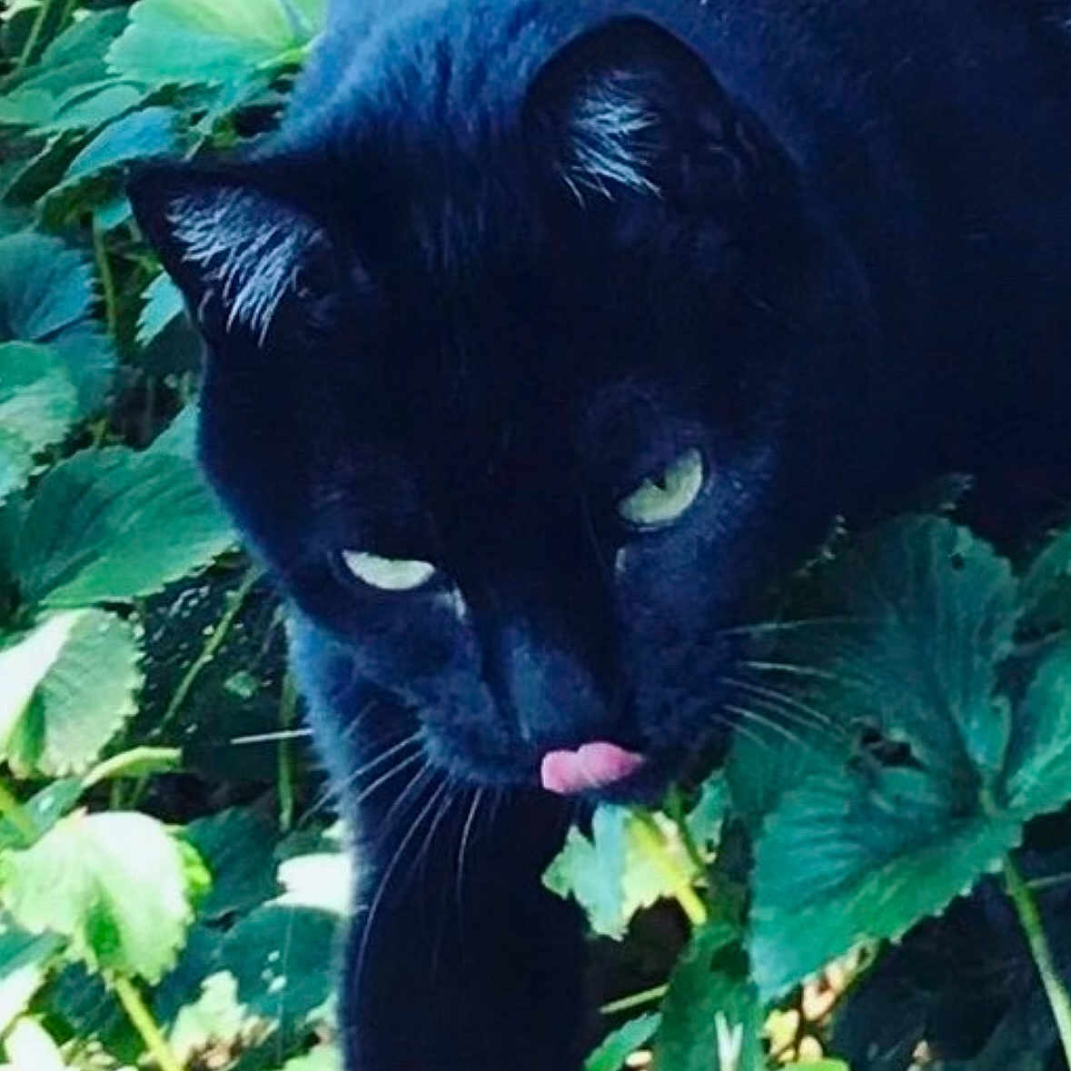 Hayes joined the competition — help win amazing prizes! animal, black_cat, cat, closeup, curious, foliage, fur, garden, green_eyes, leaf, mammal, nature, outdoor, pet, plants, portrait, stealth, tongue, whiskers, wildlife