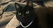 Hayes joined the competition — help win amazing prizes! animal, black_cat, blanket, cat, cozy, cushion, cute, domestic_cat, ears, eyes, feline, fur, indoor, pearl_necklace, pet, portrait, relaxed, resting, soft_texture, whiskers