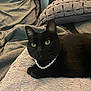 black_cat, cat, pearl_necklace, pet, animal, indoor, blanket, cushion, cozy, feline, resting, portrait, cute, domestic_cat, whiskers, ears, eyes, soft_texture, fur, relaxed