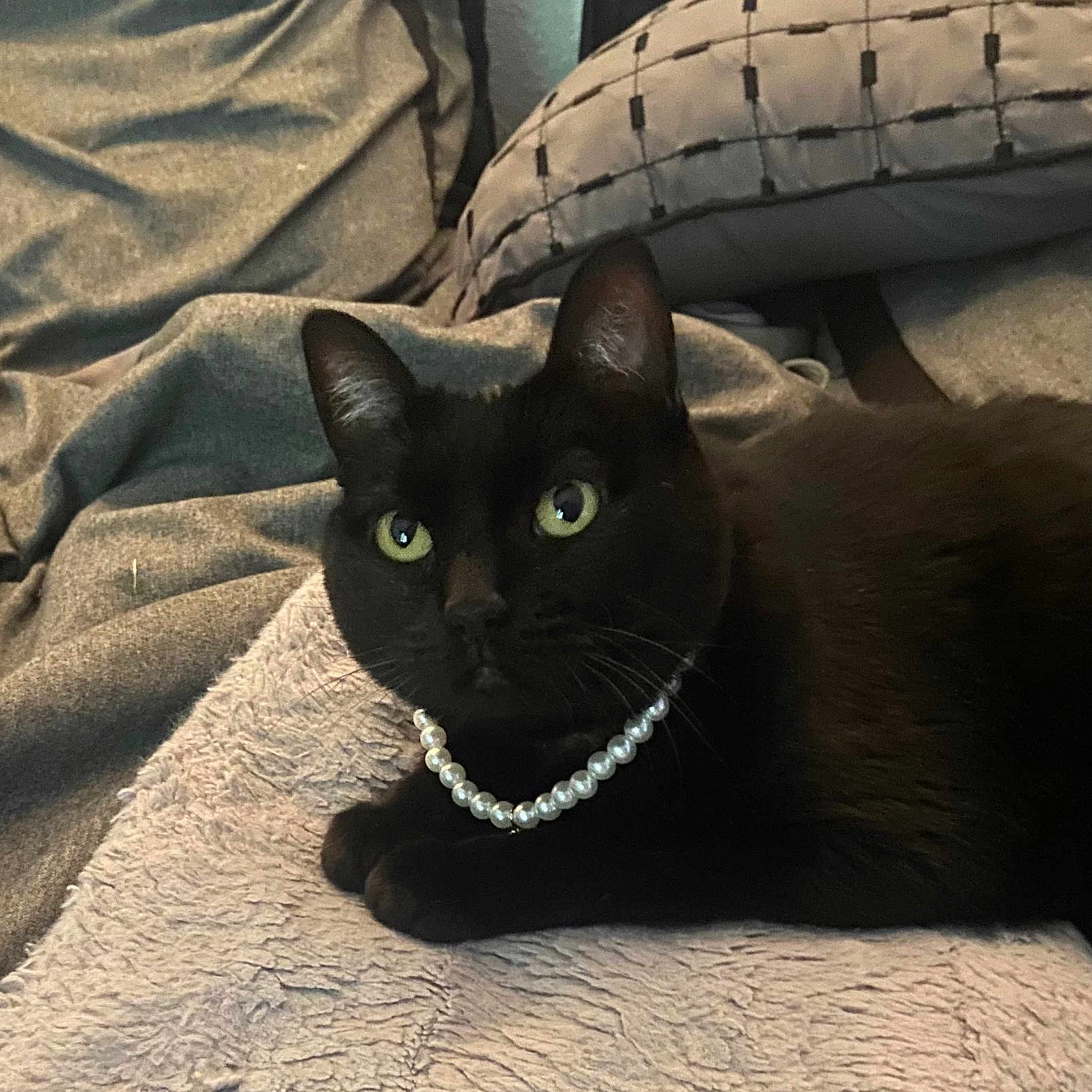 Hayes joined the competition — help win amazing prizes! animal, black_cat, blanket, cat, cozy, cushion, cute, domestic_cat, ears, eyes, feline, fur, indoor, pearl_necklace, pet, portrait, relaxed, resting, soft_texture, whiskers