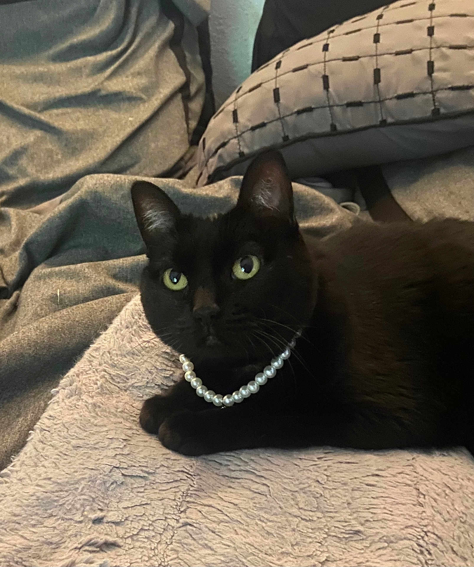 Hayes joined the competition — help win amazing prizes! black_cat, cat, pearl_necklace, pet, animal, indoor, blanket, cushion, cozy, feline, resting, portrait, cute, domestic_cat, whiskers, ears, eyes, soft_texture, fur, relaxed