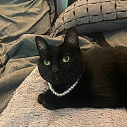 Hayes joined the competition — help win amazing prizes! animal, bedding, black_cat, blanket, cat, close_up, cozy, domestic_cat, feline, fur, green_eyes, indoor, necklace, pearls, pet, pillow, portrait, relaxed, resting, soft_texture