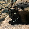 animal, bedding, black_cat, blanket, cat, close_up, cozy, domestic_cat, feline, fur, green_eyes, indoor, necklace, pearls, pet, pillow, portrait, relaxed, resting, soft_texture