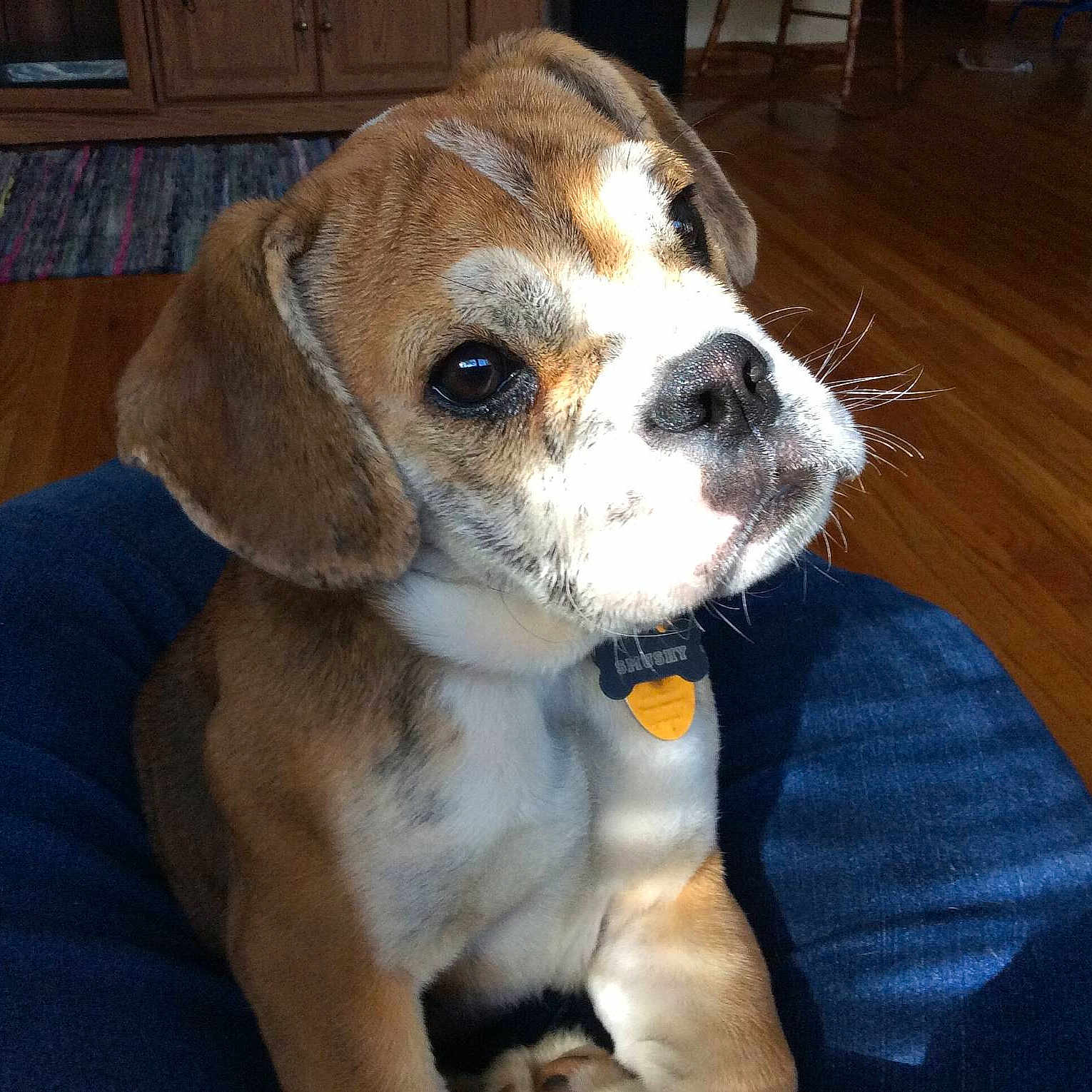 Smushy