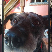 Bentley is registered to the contest to win money with this photo: dog, close_up, indoor, staircase, pet, animal, curious, brown, black, face, snout, ears, collar, furniture, reaction_emojis, phone_screen, timestamp, wall, carpet, light
