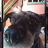 dog, close_up, indoor, staircase, pet, animal, curious, brown, black, face, snout, ears, collar, furniture, reaction_emojis, phone_screen, timestamp, wall, carpet, light