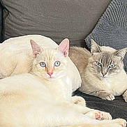 Luna Et Joy a rejoint le concours — aidez-le/la à gagner de superbes lots ! animal, blue_eyes, cat, cats, companion, couch, cozy, cute, domestic_animal, feline, fur, home, indoor, laying, pet, pillows, relaxed, resting, two_animals, whiskers