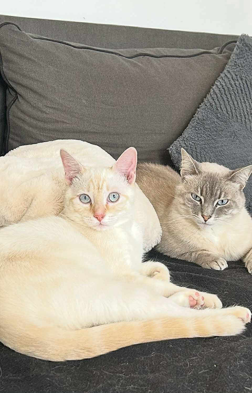 Luna Et Joy a rejoint le concours — aidez-le/la à gagner de superbes lots ! animal, blue_eyes, cat, cats, companion, couch, cozy, cute, domestic_animal, feline, fur, home, indoor, laying, pet, pillows, relaxed, resting, two_animals, whiskers