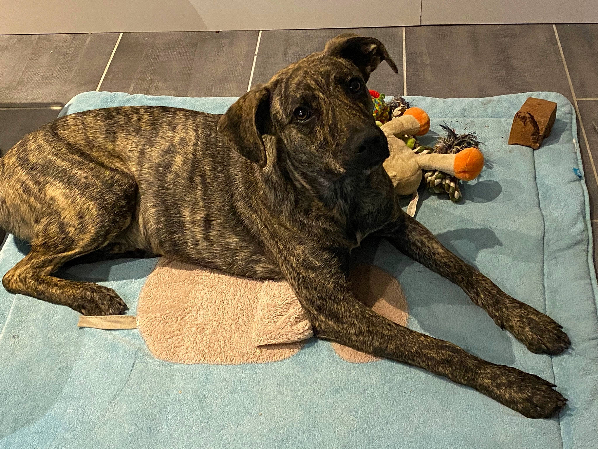 Tabata a rejoint le concours — aidez-le/la à gagner de superbes lots ! art, camouflage, carnivore, claw, dog, dog_breed, extinction, felidae, flooring, fur, guard_dog, metal, military_camouflage, snout, sporting_group, tail, terrestrial_animal, toy, wood, working_animal