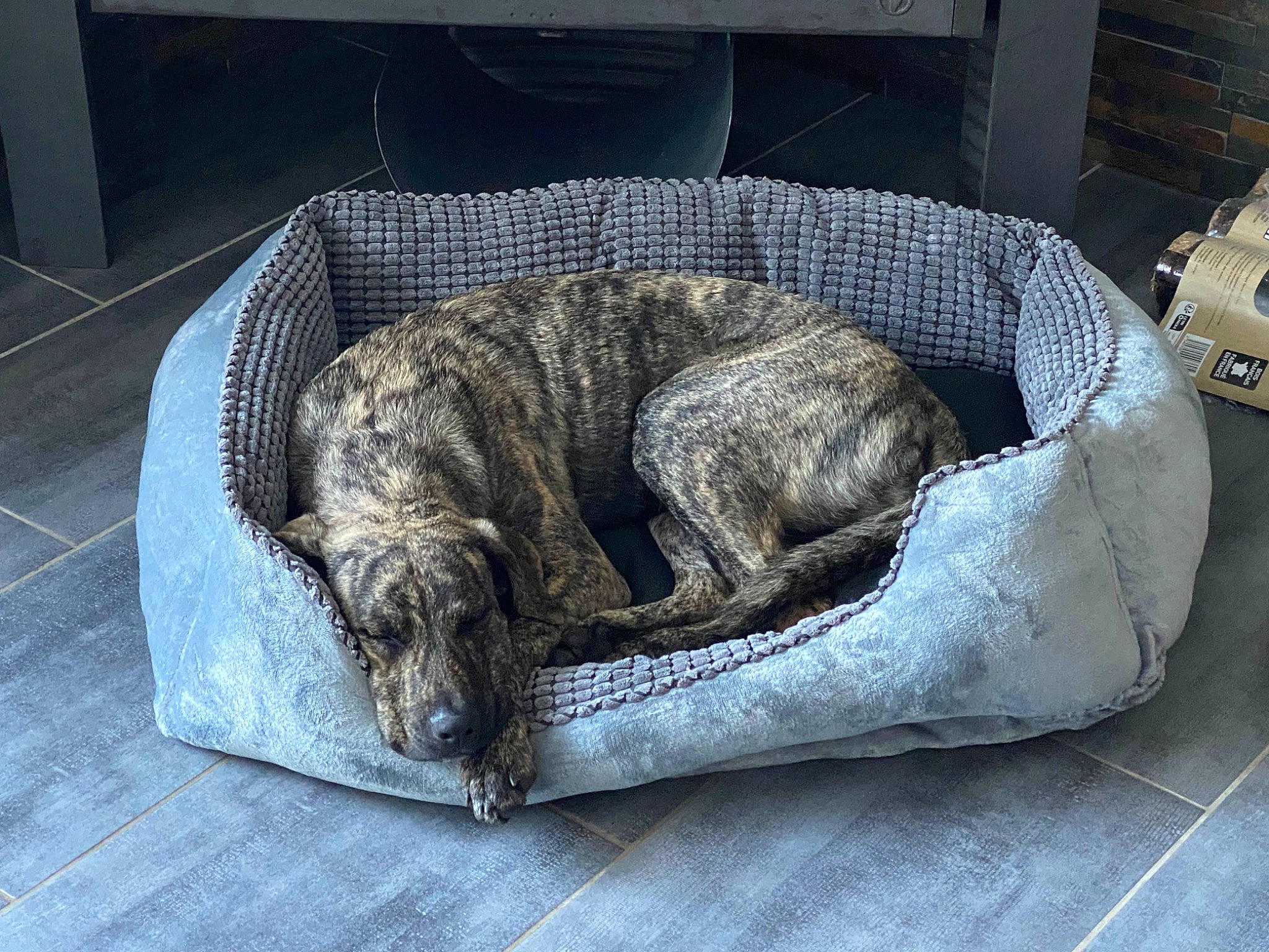 Tabata participe au concours pour gagner de l'argent avec cette photo : australian_cattle_dog, canidae, carnivore, comfort, companion_dog, dog, dog_breed, fur, great_dane, grey, guard_dog, gun_dog, nap, non_sporting_group, plott_hound, sporting_group, tail, terrestrial_animal, treeing_tennessee_brindle, working_animal