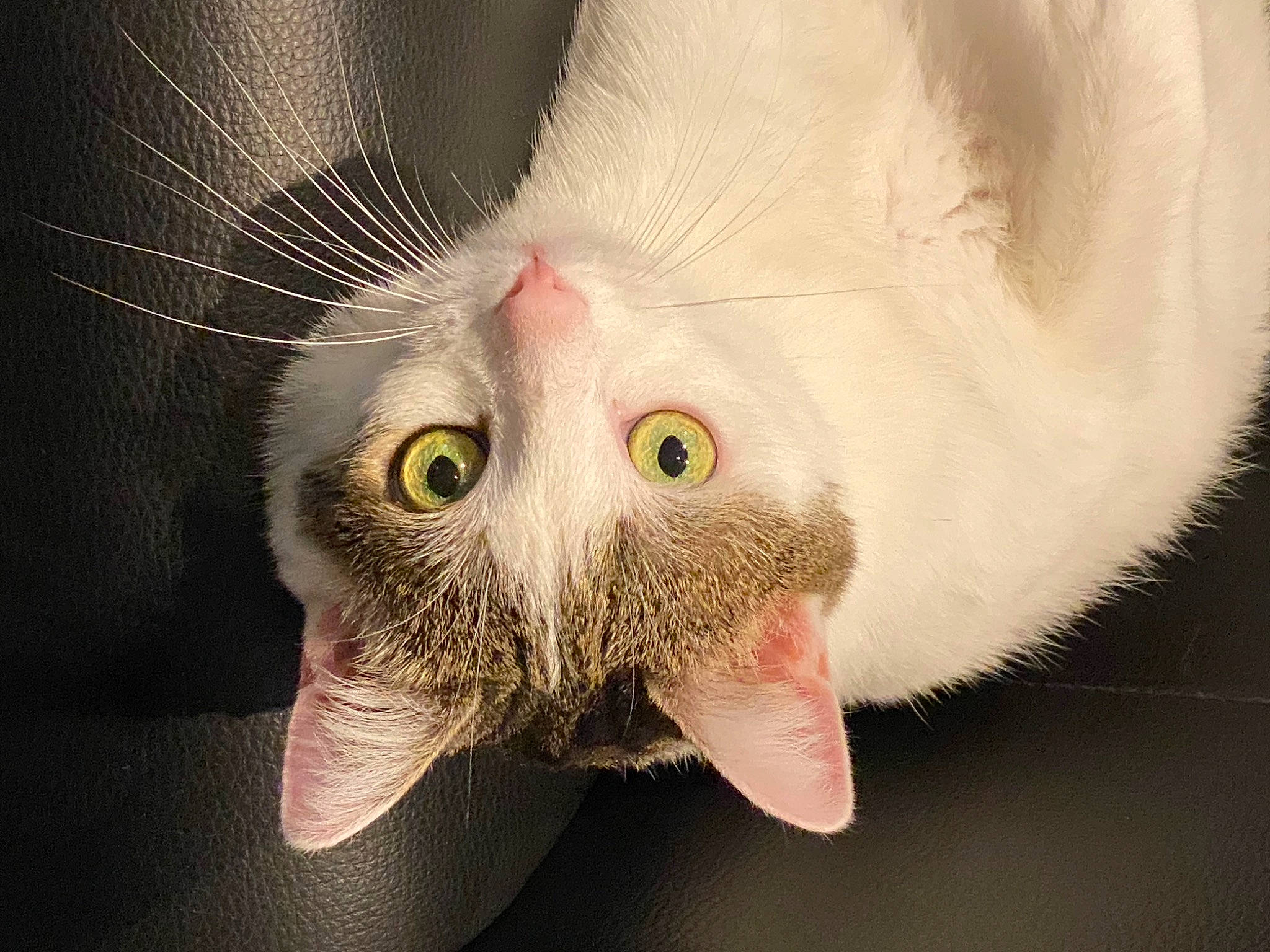 Bounty participe au concours pour gagner de l'argent avec cette photo : art, carnivore, cat, domestic_short_haired_cat, ear, eye, fang, felidae, fur, head, human_body, macro_photography, paw, petal, plant, small_to_medium_sized_cats, snout, tail, whiskers, wildlife