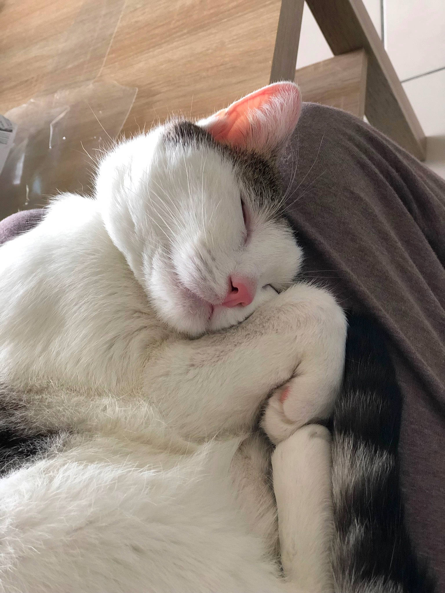 Bounty participe au concours pour gagner de l'argent avec cette photo : carnivore, cat, claw, comfort, domestic_short_haired_cat, eyelash, fang, fawn, felidae, fur, nap, paw, sleep, small_to_medium_sized_cats, snout, tail, terrestrial_animal, whiskers