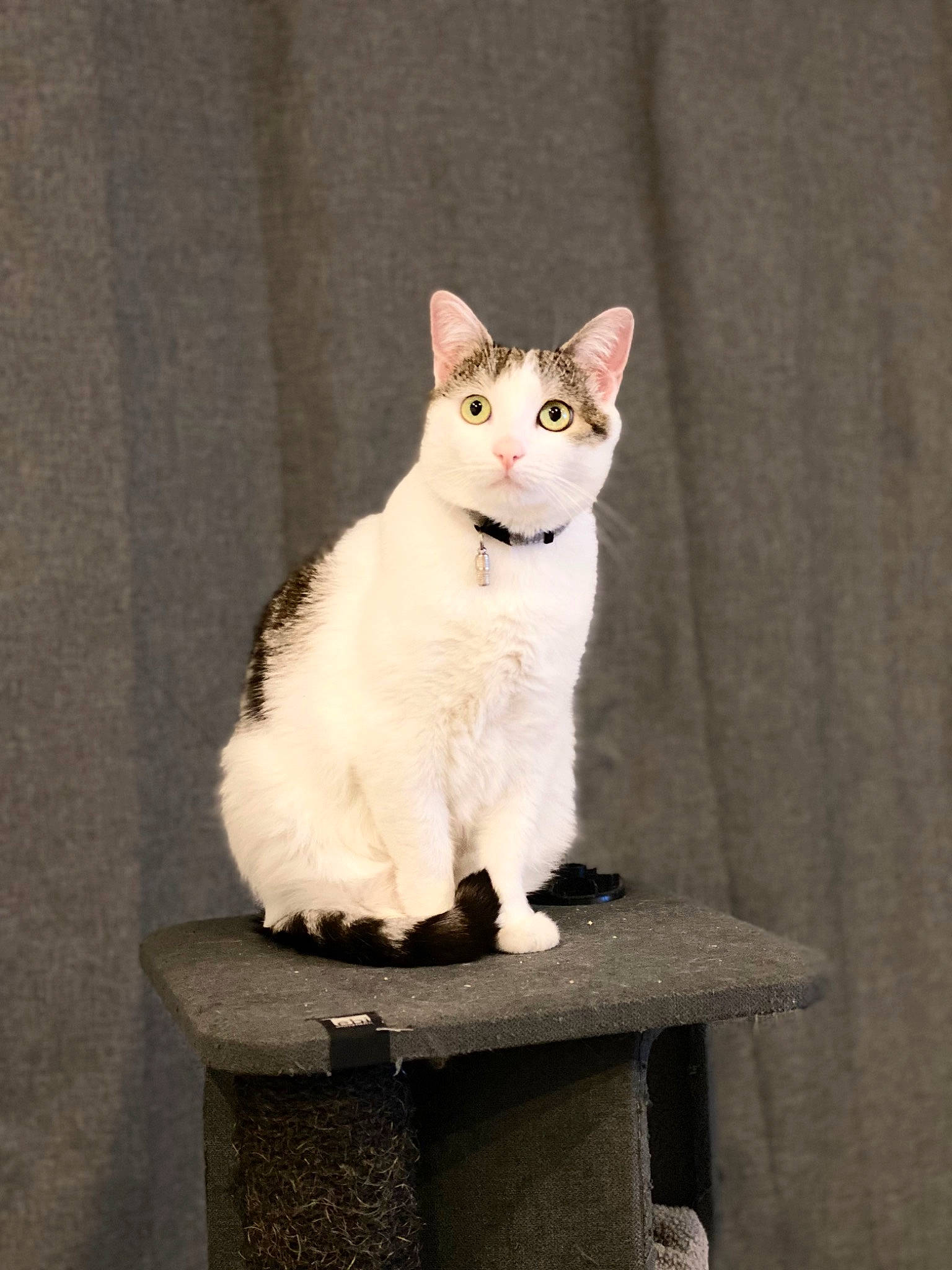 Bounty a rejoint le concours — aidez-le/la à gagner de superbes lots ! art, carnivore, cat, domestic_short_haired_cat, fawn, felidae, fur, paw, sitting, small_to_medium_sized_cats, snout, tail, whiskers, wood