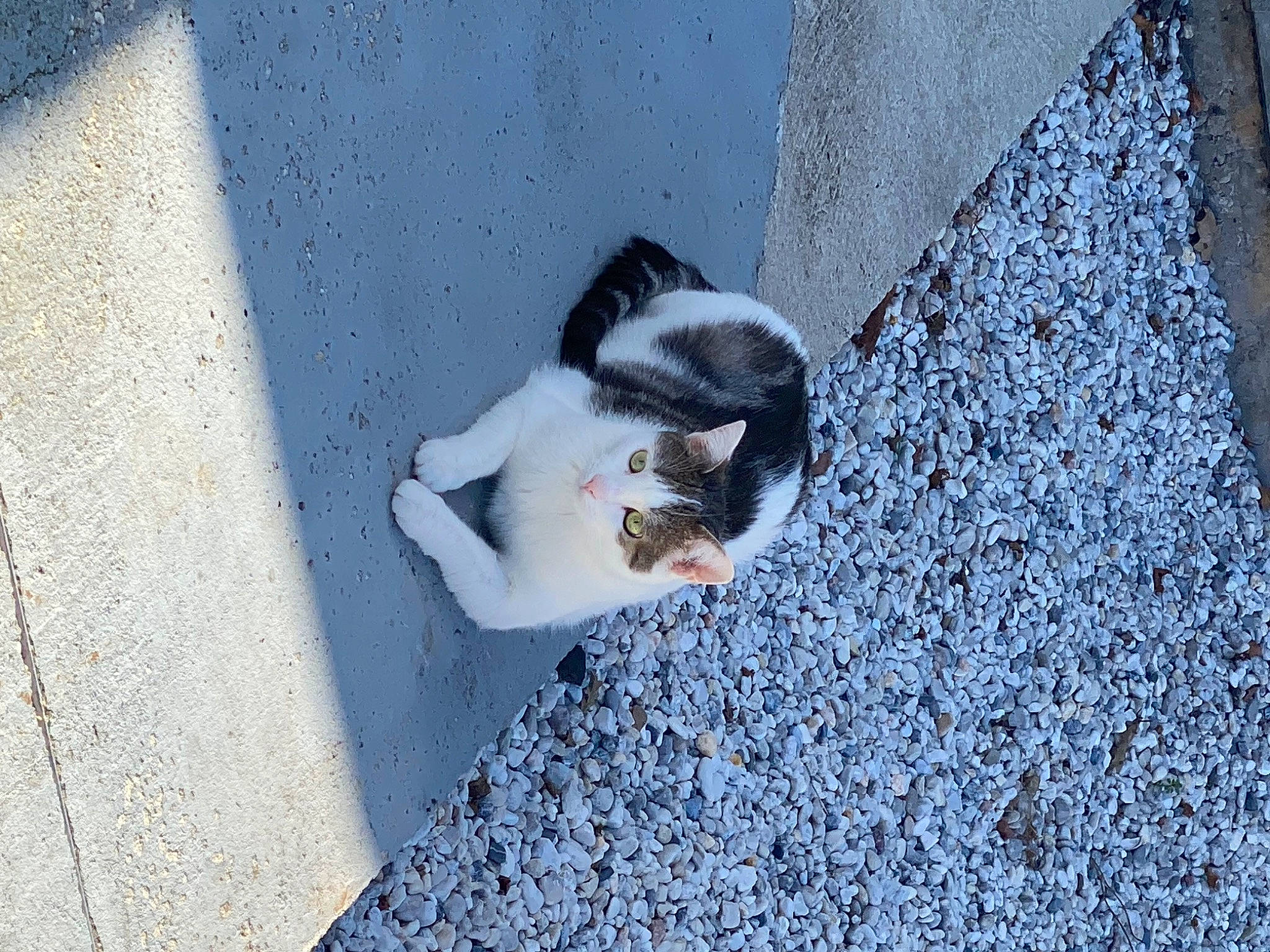Bounty participe au concours pour gagner de l'argent avec cette photo : asphalt, carnivore, cat, concrete, dog_breed, domestic_short_haired_cat, facade, felidae, flooring, fur, grey, road_surface, shadow, sidewalk, small_to_medium_sized_cats, street, tail, whiskers, winter, wood